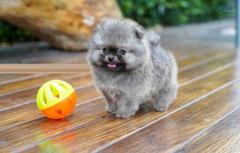 Teddy Pomeranian Puppies For Sale.