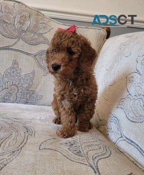 Toy poodle females