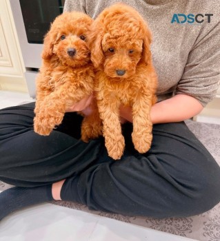  Poodle Puppies Available