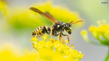 Preventive Wasp Removal Brisbane