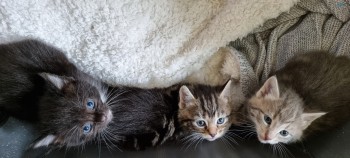 4 Kittens for sale - available 10th Dec