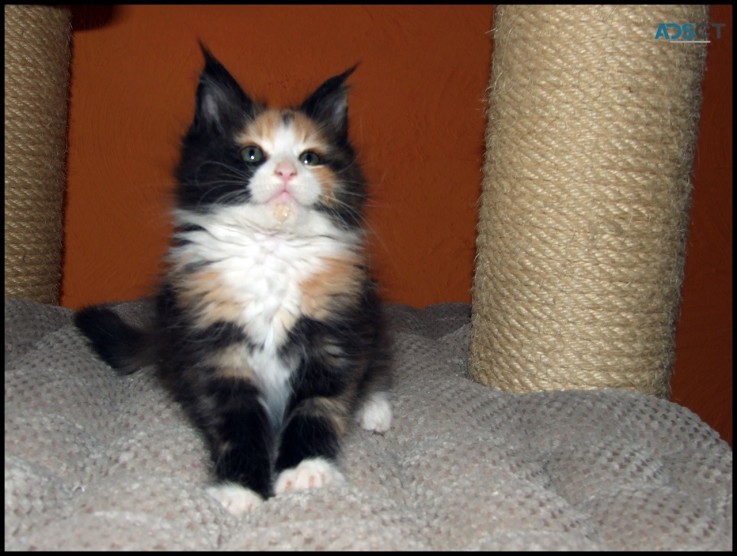 Beautiful  Maine Coon kittens for sale. 