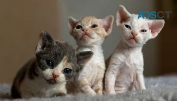 Devon Rex Kittens For Sale.