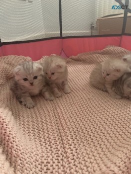 Scottish Fold  Kittens 