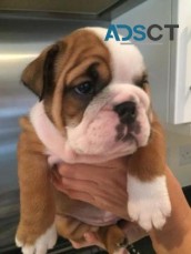Bulldog Puppy Available For Adoption