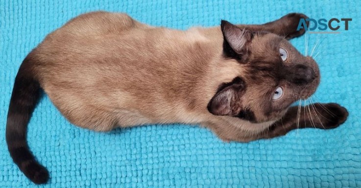 Tonkinese Female Kitten to Rehome