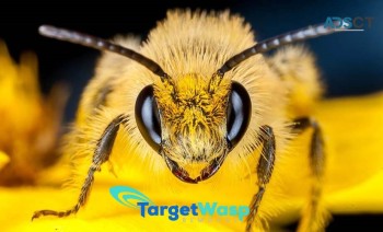 Target Wasp Removal Adelaide