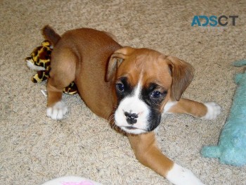 Beautiful Boxer puppies with pedigree
