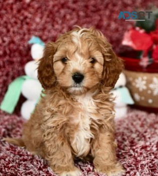 Cavoodle puppies for sale 