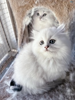 Perfect Christmas - Persian Kittens