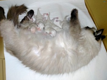 Purebred Ragdoll kittens 