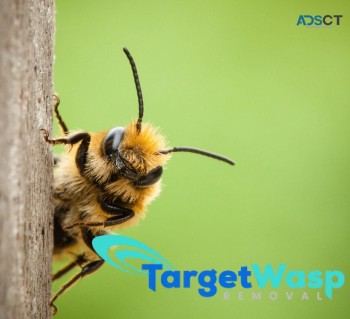 Target Wasp Removal Brisbane