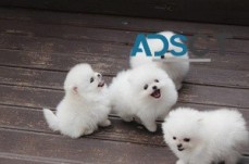 Mini teacup pomeranian puppies For Sale