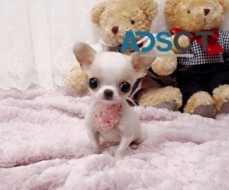 Tiny Apple Head Chihuahua puppies