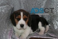 male & female Beagle puppies For Sale