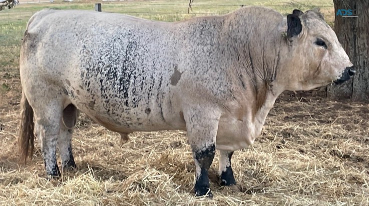 Speckle park cattle for sale