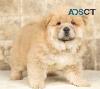 outstanding Chow Chow puppies For sale.