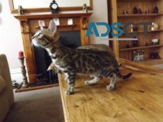 wonderful Bengal kittens for sale