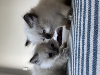 Purebred Ragdoll kittens available now