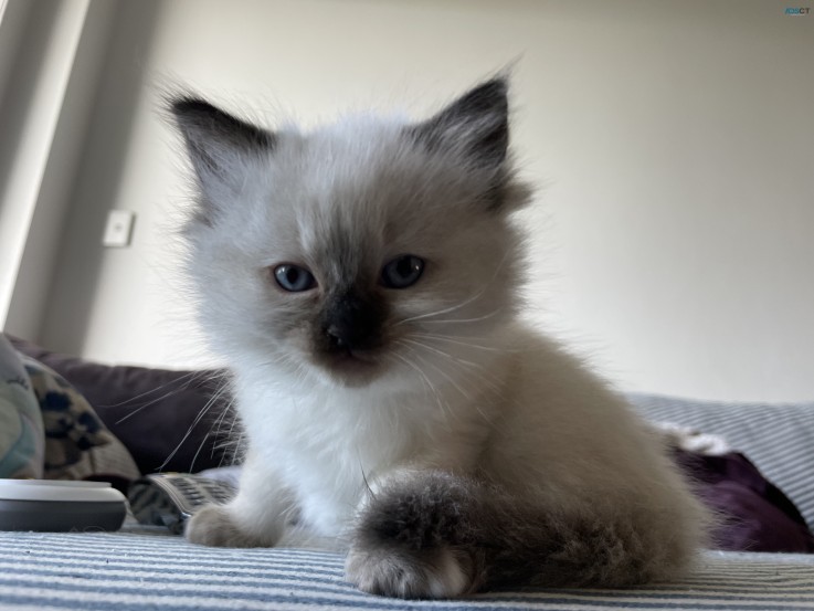 Purebred Ragdoll kittens available now