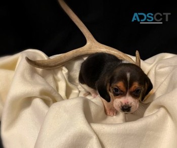 Adorable Beagle puppies for sale