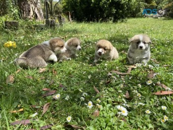 pembroke corgi puppy for sale in austral