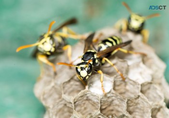OZ Wasp Removal Hobart