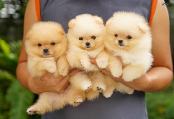 Pure Teddy Pomeranian Puppies. 