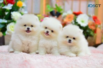 Pure Teddy Pomeranian Puppies. 