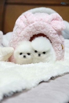 Beautiful Pomeranian puppies for good ho