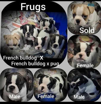 French bulldog x French bulldog/pug