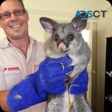 Professional Possum Removal in Canberra