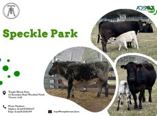 Speckle Park cattle