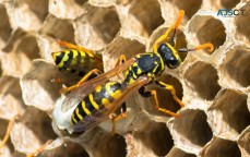 Frontline Wasp Removal Melbourne