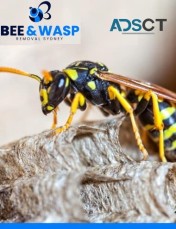 Wasp Removal Sydney