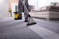 Pest Control In Logan City Is A Growing Concern For Homeowners& Businesses-best Carpet