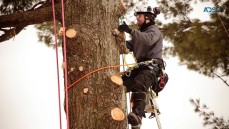 Tree Pruning Melbourne
