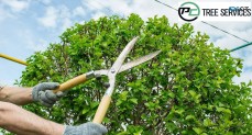 Expert Tree Trimming Services: Shaping Y