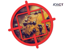 Zapem Pest Management