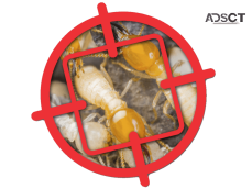 Zapem Pest Management