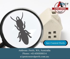 Get Rid of Ant Infestation by applying powerful Ant Control in Perth Solutions