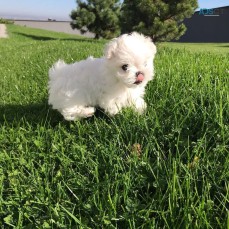 Maltese Puppies For Sale