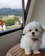 Maltese Puppies For Sale