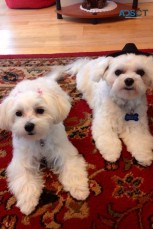 Maltese Puppies For Sale