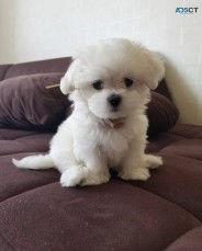 Maltese Puppies For Sale