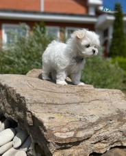 Maltese Puppies For Sale