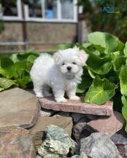 Maltese Puppies For Sale
