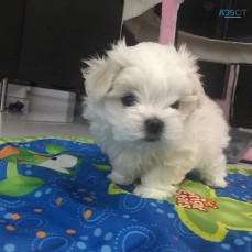 Maltese Puppies For Sale