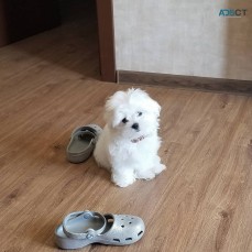 Maltese Puppies For Sale