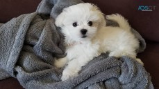 Maltese Puppies For Sale